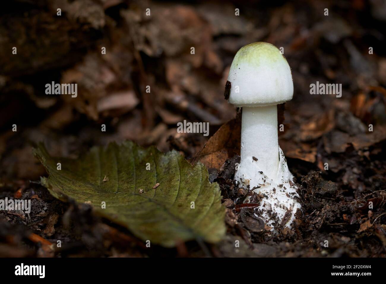 Amanita phalloidesis an extremely poisonous fungus. Causes fatal poisoning. Stock Photo