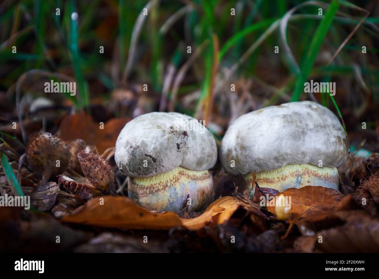 Rubroboletus satanas is a inedible mushrooms.  Poisonous mushrooms from central Europe. Stock Photo