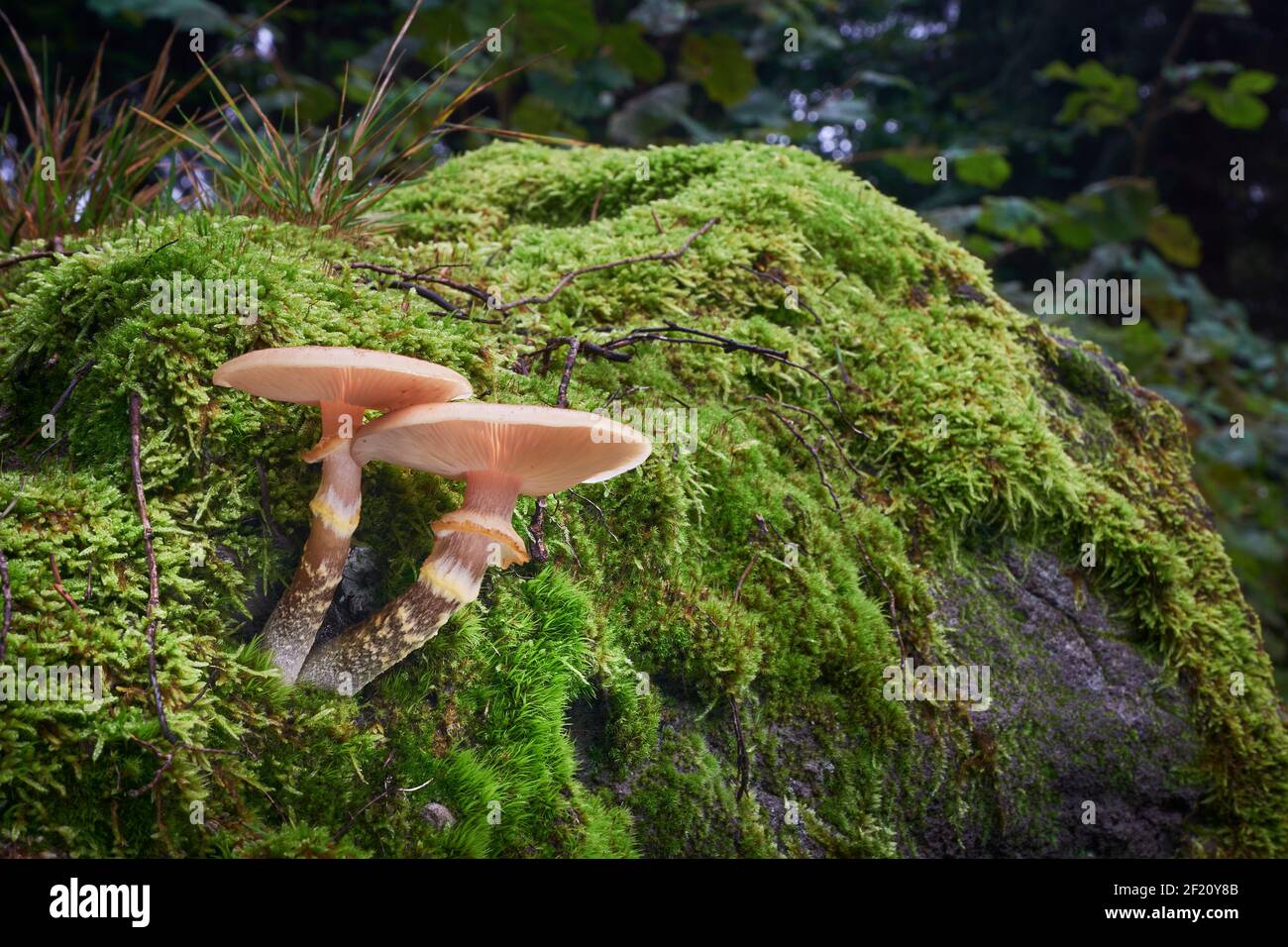 Armillaria gallica is delicious edible mushroom from Central Europe Stock Photo