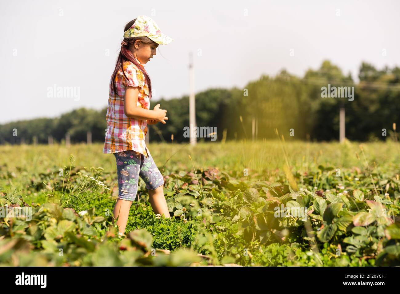 little girl picking strawberries in the field Stock Photo - Alamy