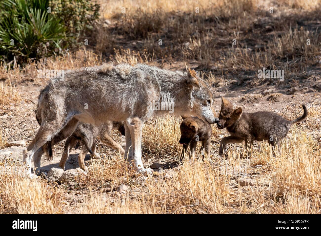 Eurasian wolf (Canis lupus lupus): female with pups, Andalusia, Spain Stock Photo