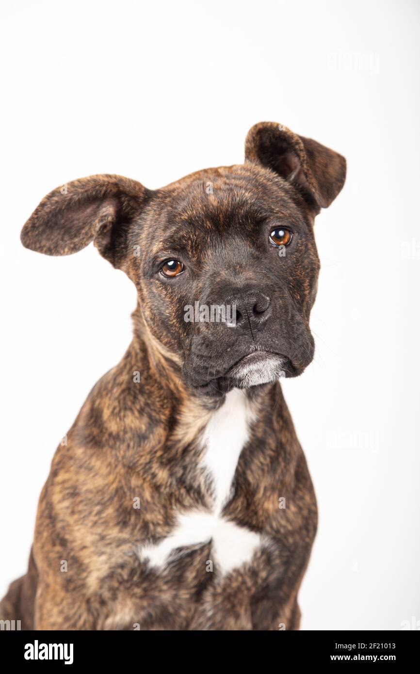 Gorgeous american stanford puppy isolated on a white background Stock Photo