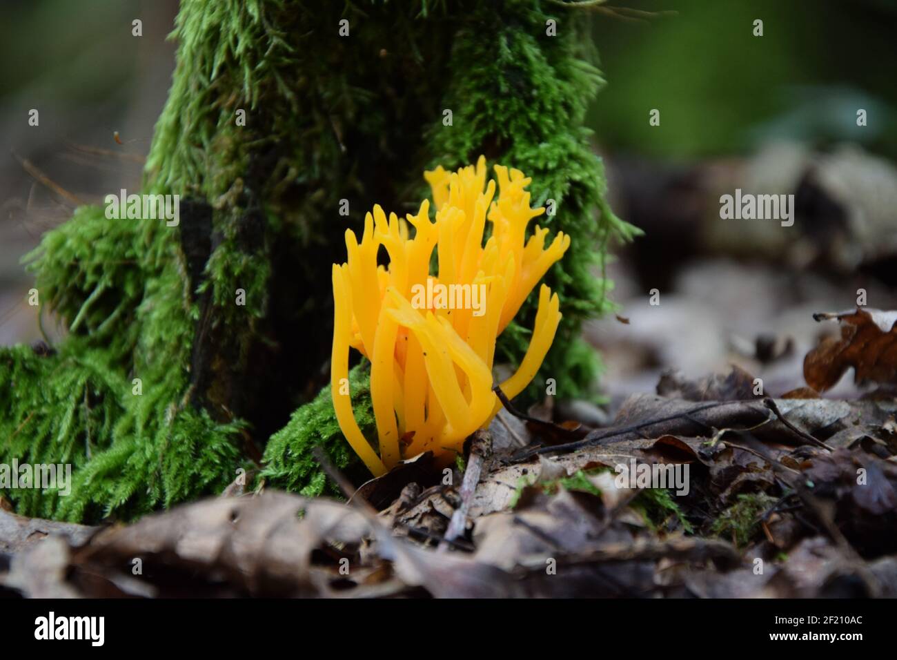 Golden yellow coral mushroom hires stock photography and images Alamy