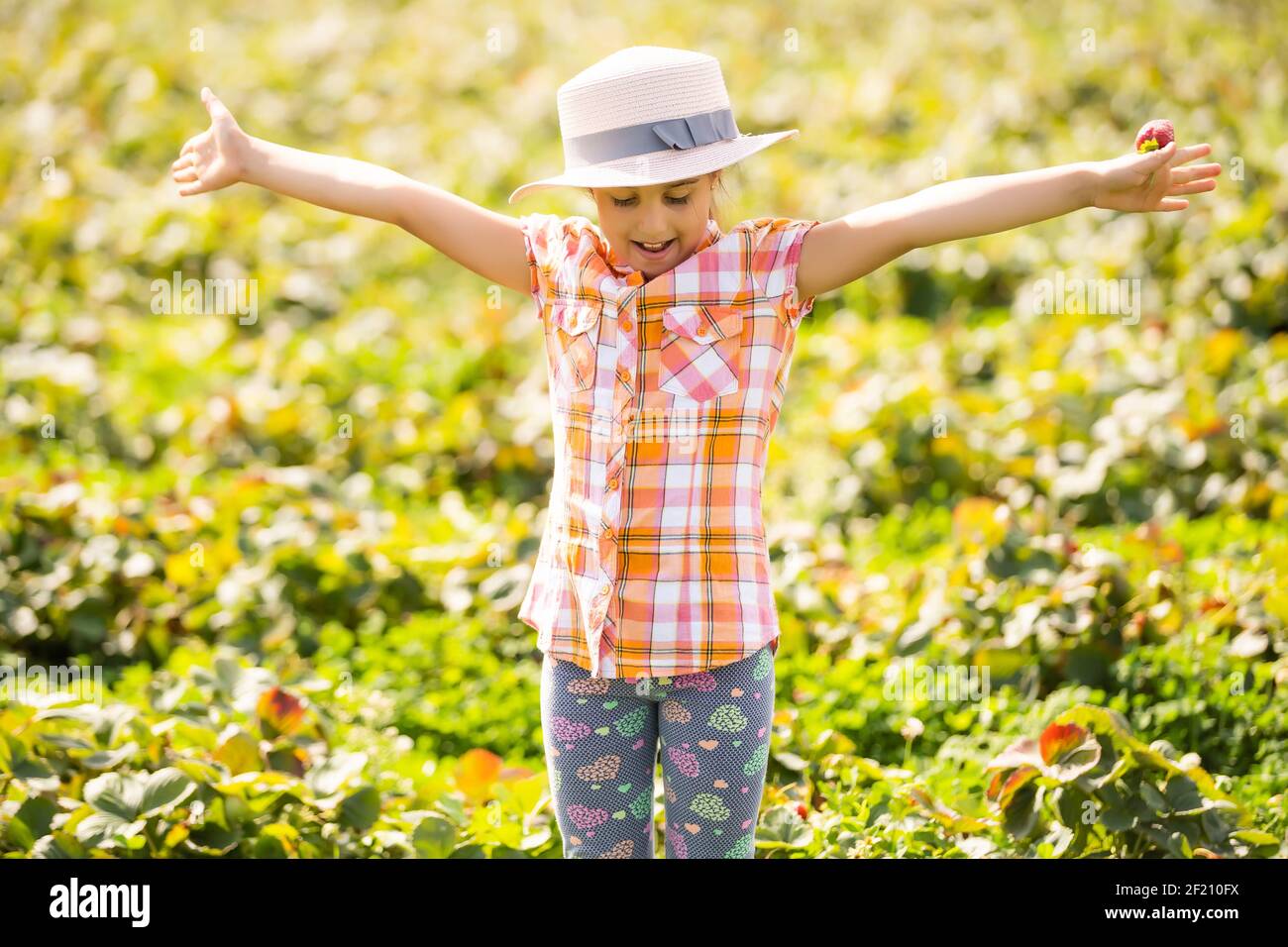 little girl picking strawberries in the field Stock Photo - Alamy