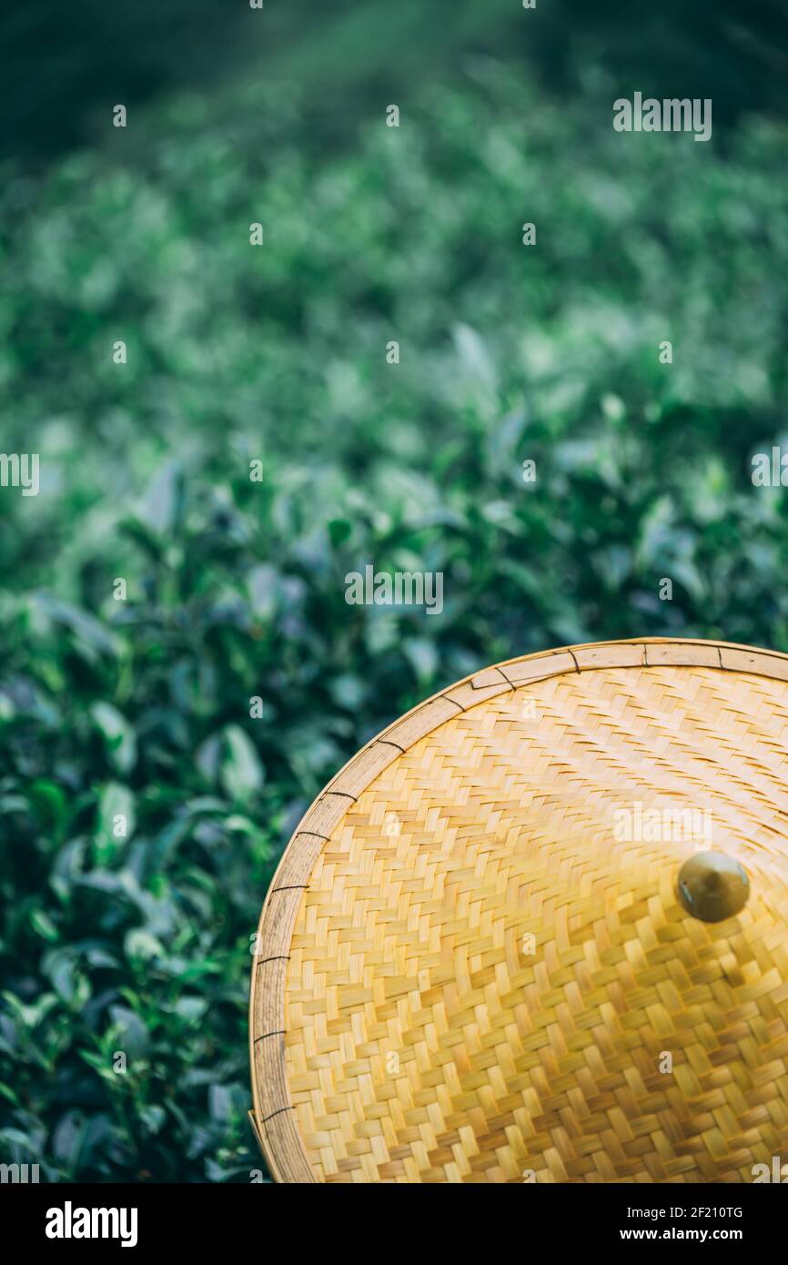 Beautiful closeup of an Asian conical hat against a foliage forest and mountains Stock Photo