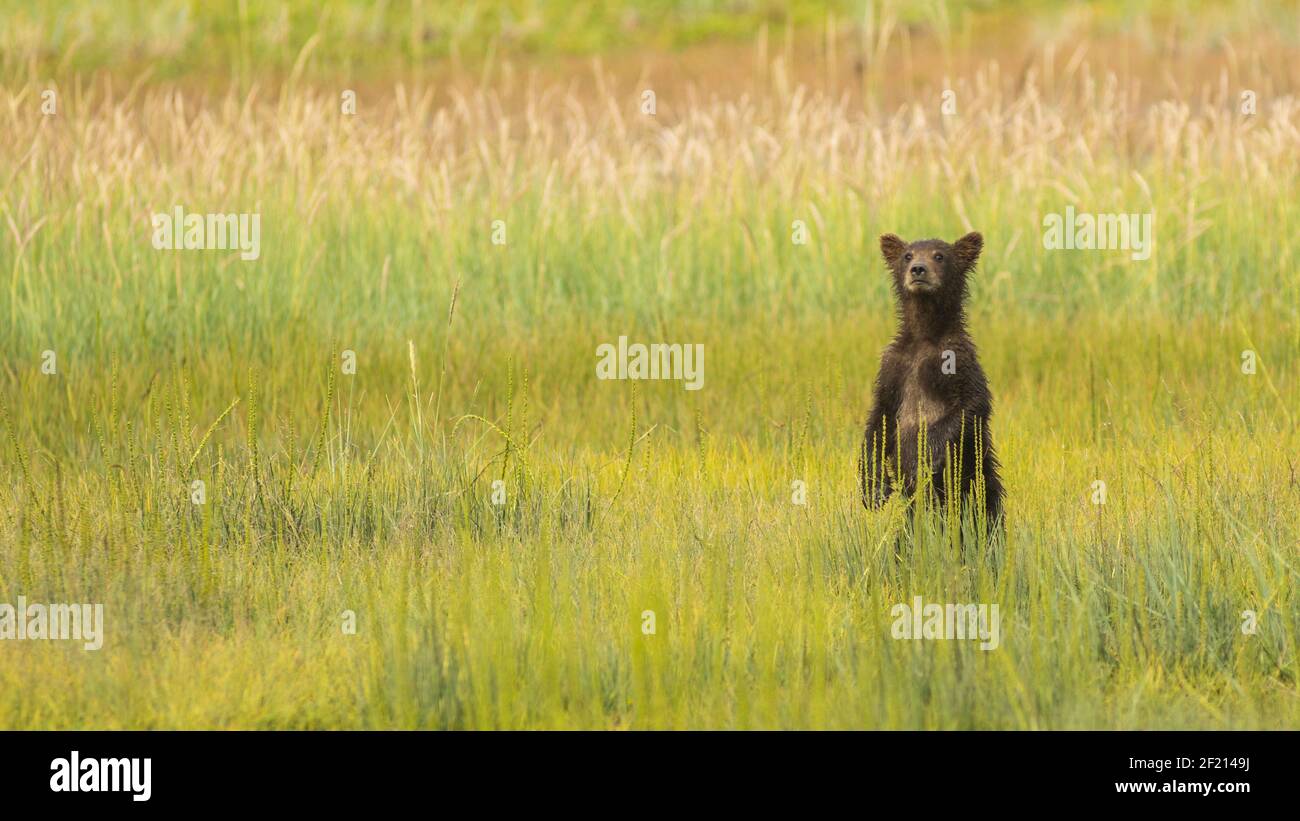 Young Grizzly Bear cub stands in the tall grass looking for his Mother ...