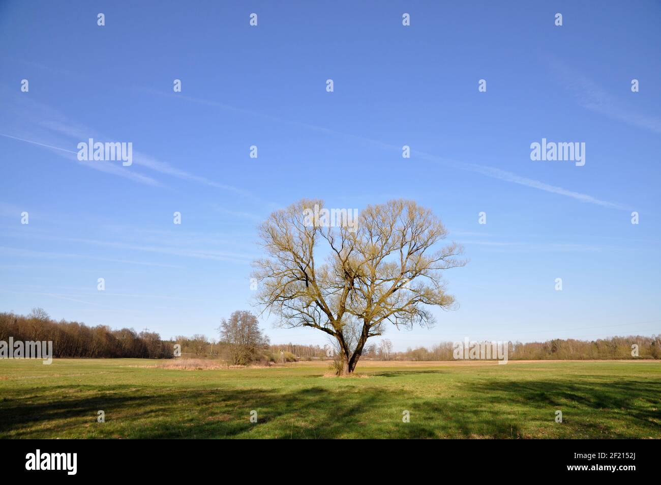 Tree in a meadow Stock Photo - Alamy
