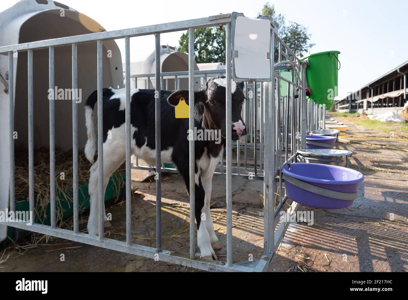 Baby cow in a calf hutch on a farm. Stock Photo