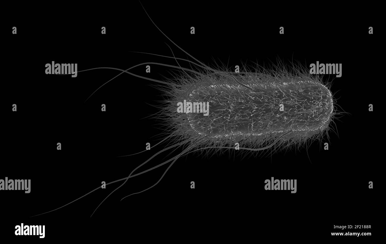 E. coli or Escherichia coli 3d rendering medical illustration cinematic ...