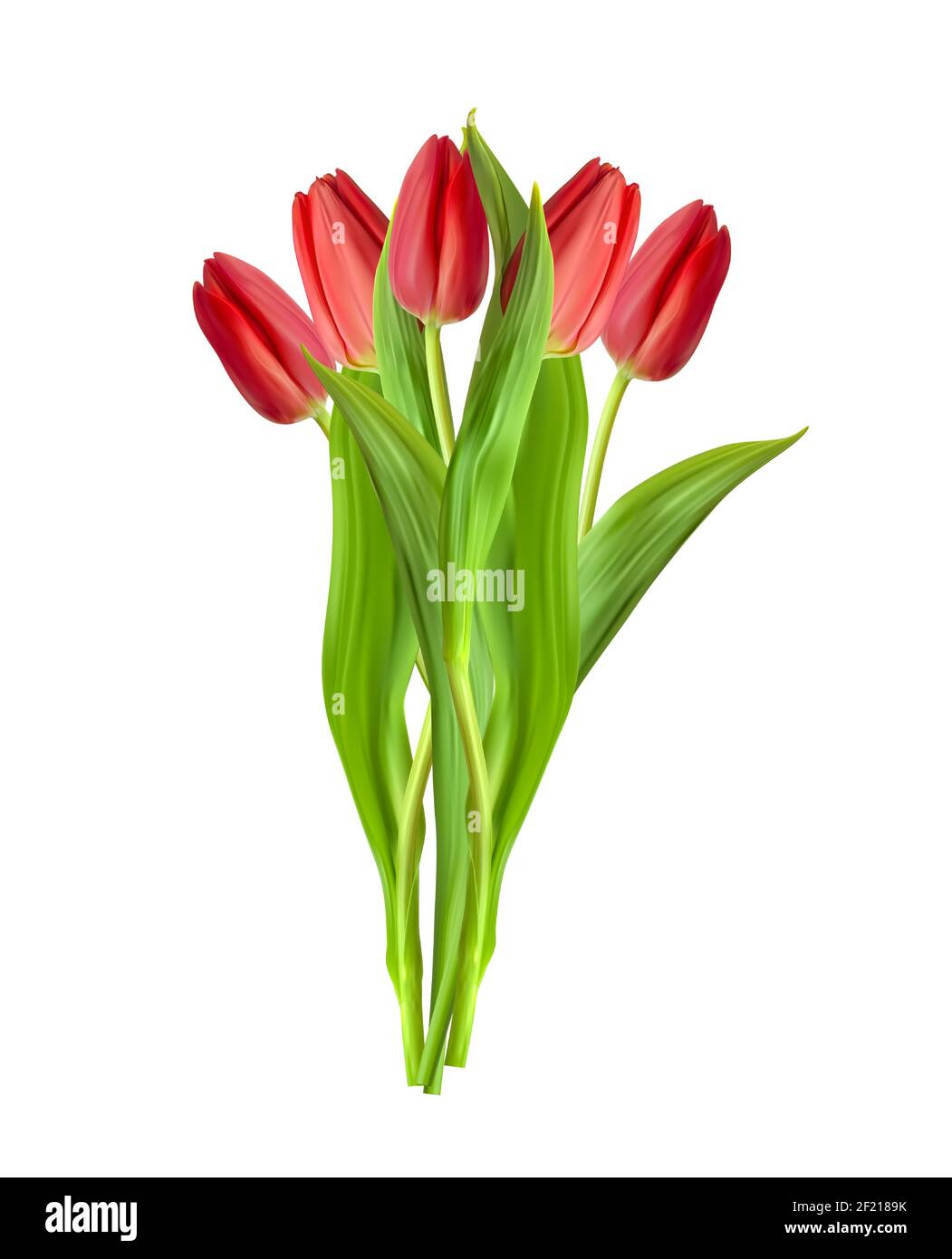 Realistic Red Tulips Flower Isolated on White Background. Vector ...