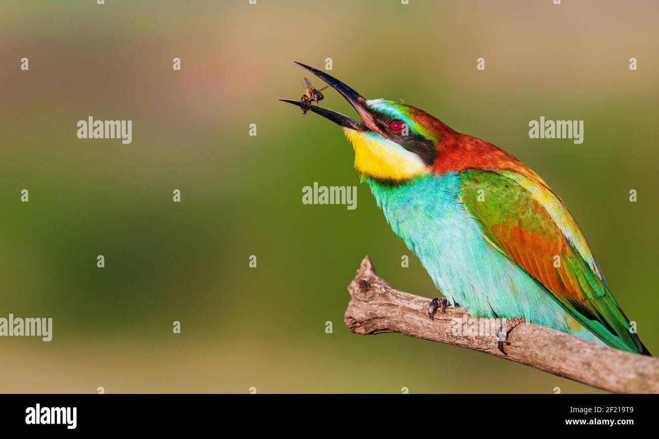 bee-eater beautiful bird eating a bee Stock Photo - Alamy bee-eater beautiful bird eating a bee Stock Photo - Alamy