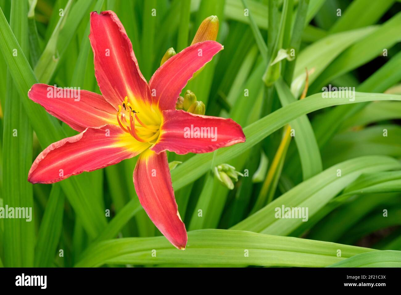 Hemerocallis 'Stafford'. Daylily 'Stafford'. Bright red flower with yellow throat Stock Photo