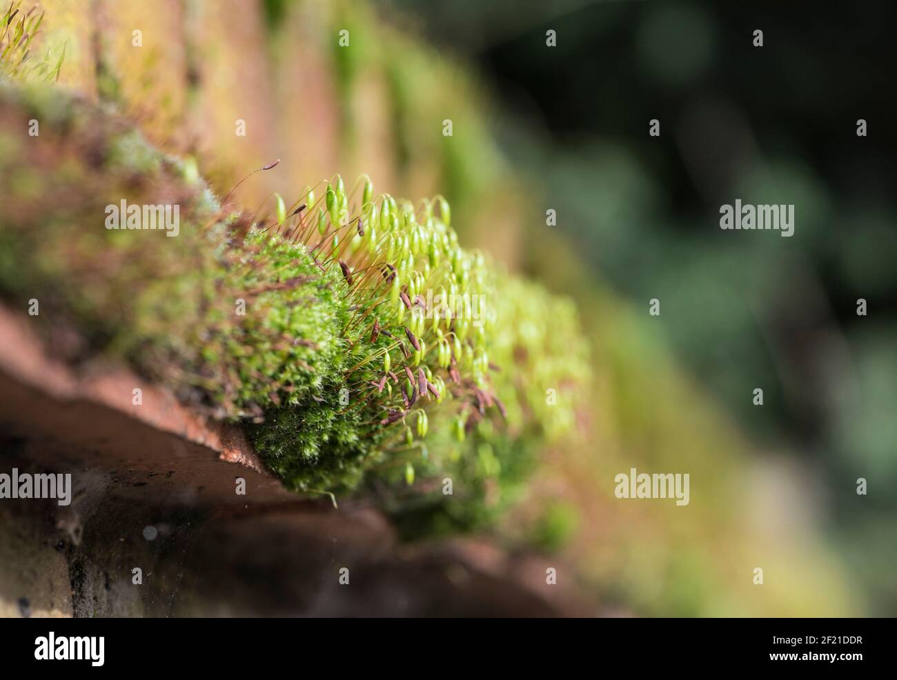 Capillary Thread-moss - Capillary Thread-moss in Surrey Stock Photo