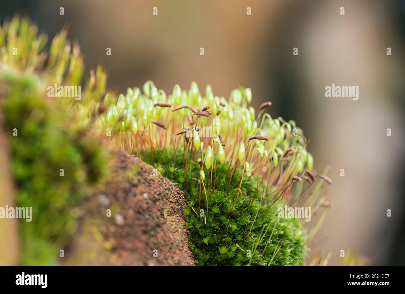 Capillary Thread-moss - Capillary Thread-moss in Surrey Stock Photo