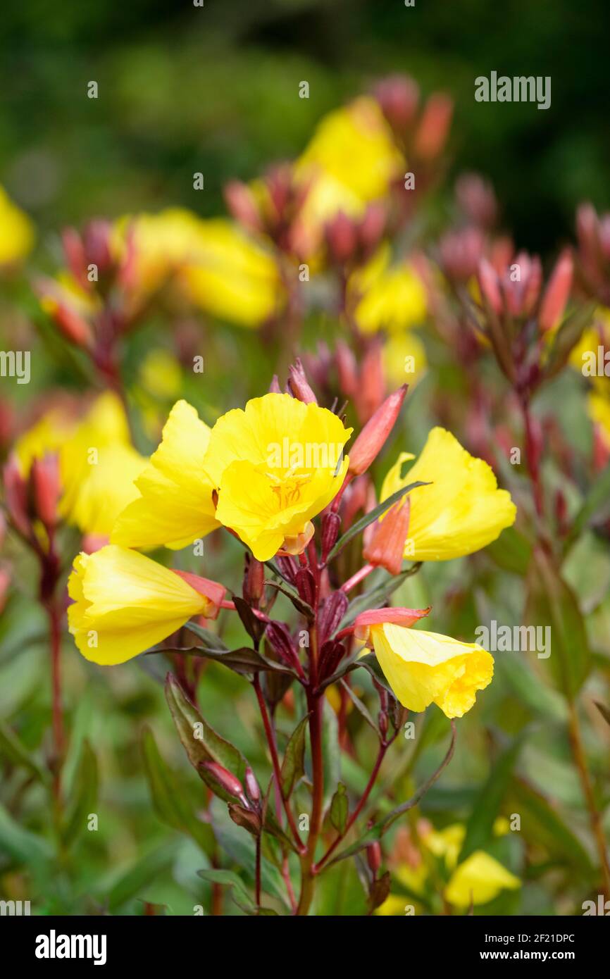 Oenothera fruticosa subsp. glauca 'Erica Robin'. Perennial. Evening primrose. Yellow flowers Stock Photo