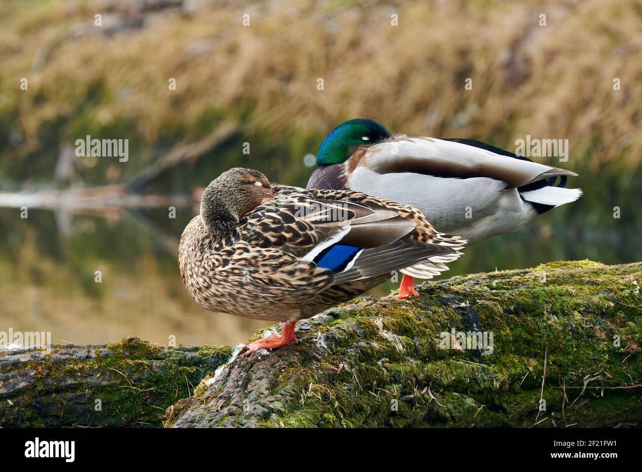 Mallard ducks in pair resting with closed eyes. In the same position. Duck and drake with heads in feathers, closeup. Genus Anas platyrhynchos. Stock Photo