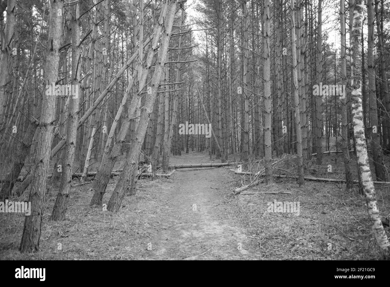 mystical pine forest that surrounds a walking trail. Some broken trees that have fallen over the walking trails. Spring sunlit trees. black and white Stock Photo