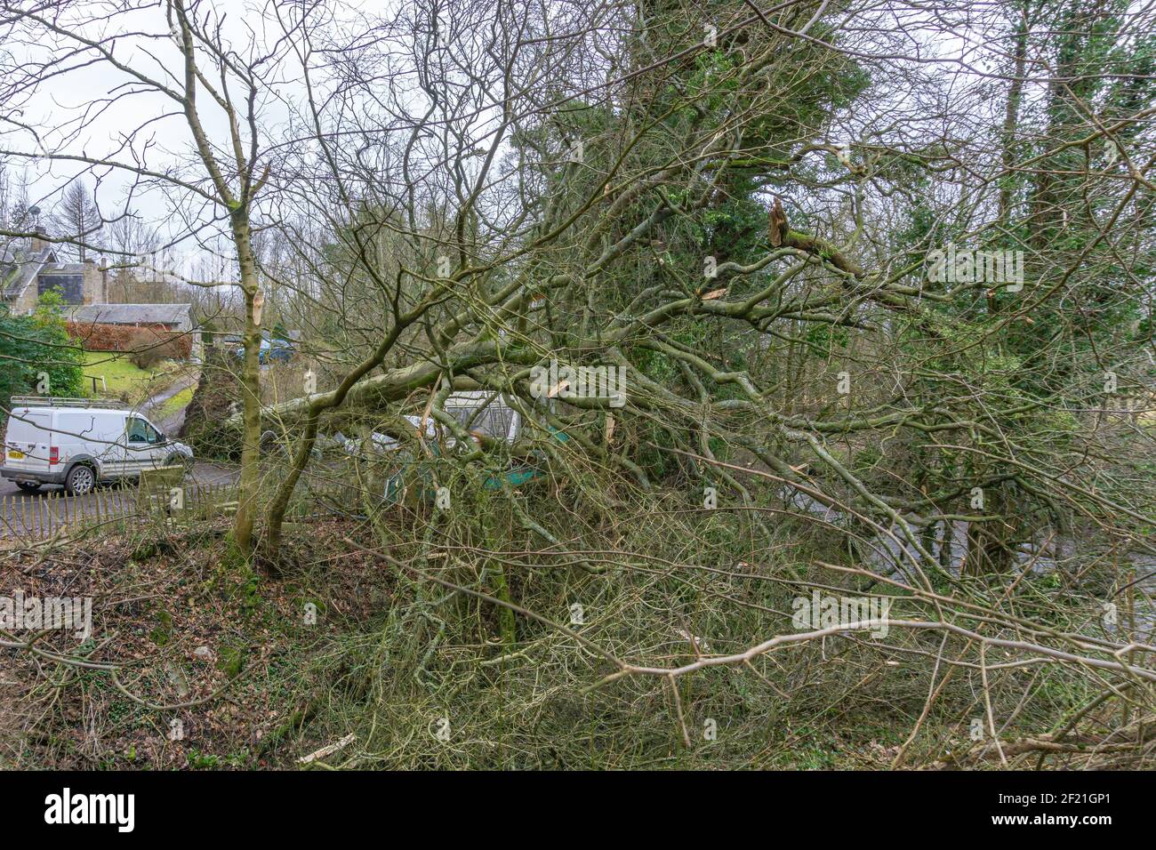 Irvine, Scotland, UK - February 24, 2021: Ancient tree at Perceton in Irvine blown down by strong winds which luckily missed nearby residential housin Stock Photo