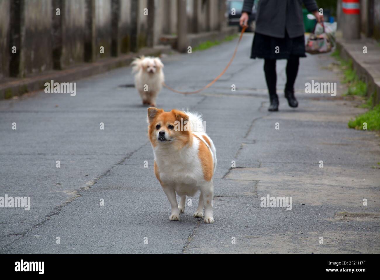 Why Does My Dog Walk Slowly Behind Me