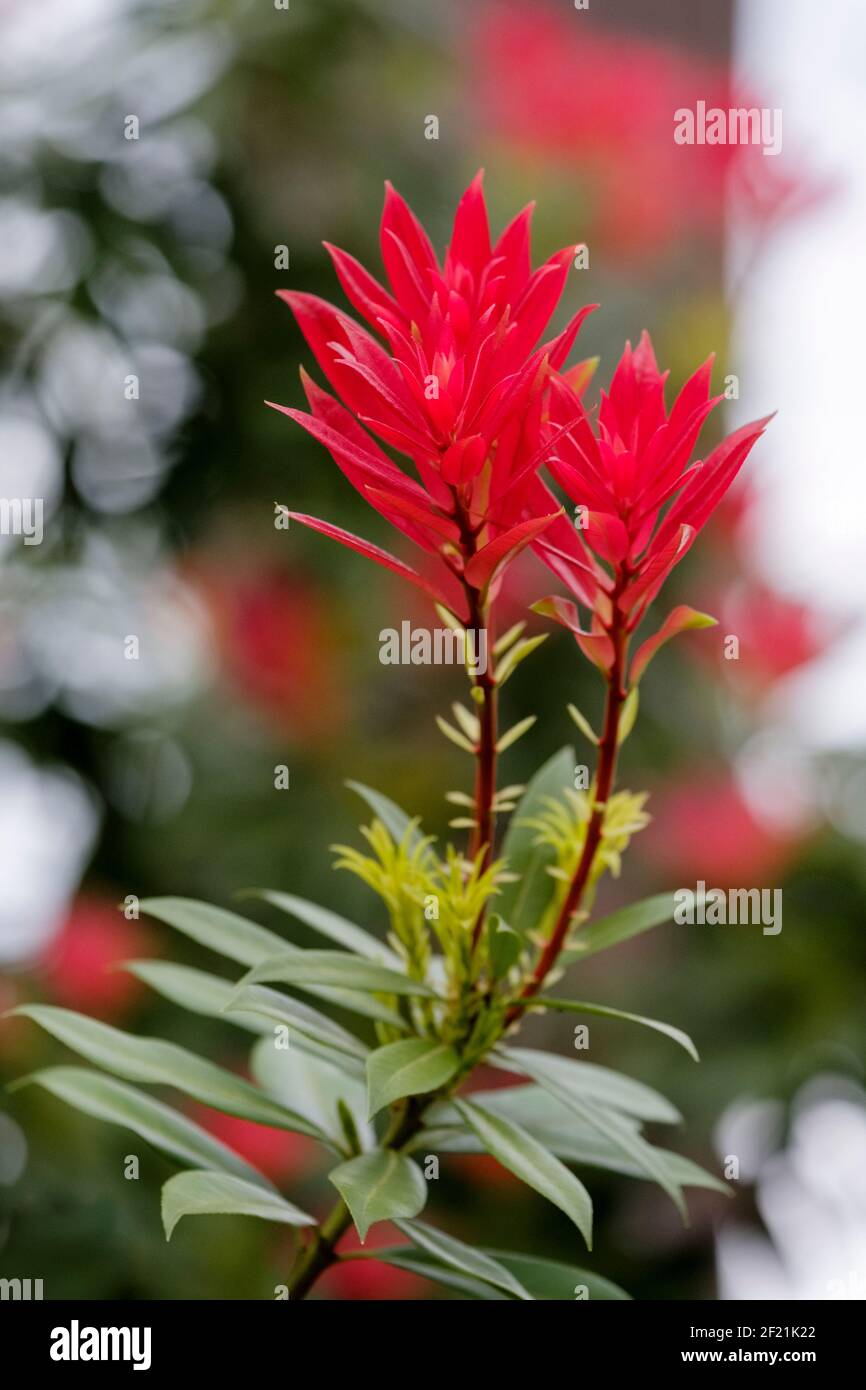 Young bright red foliage of Pieris japonica 'Forest Flame'. Pieris floribunda 'Forest Flame' Stock Photo