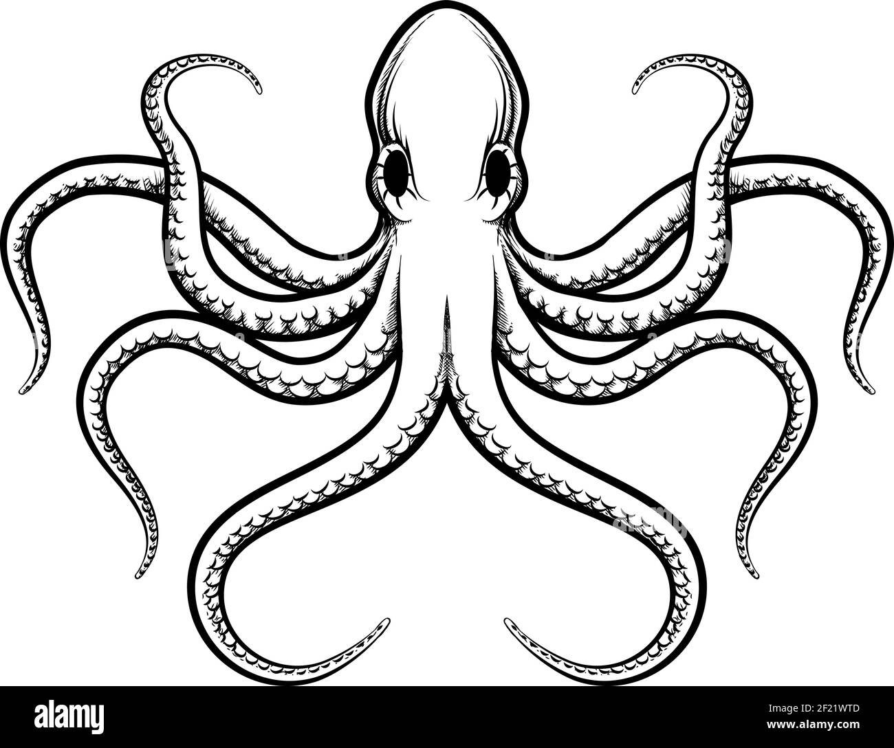 Vector octopus illustration. Beautifully painted octopus black lines on a white background Stock Vector