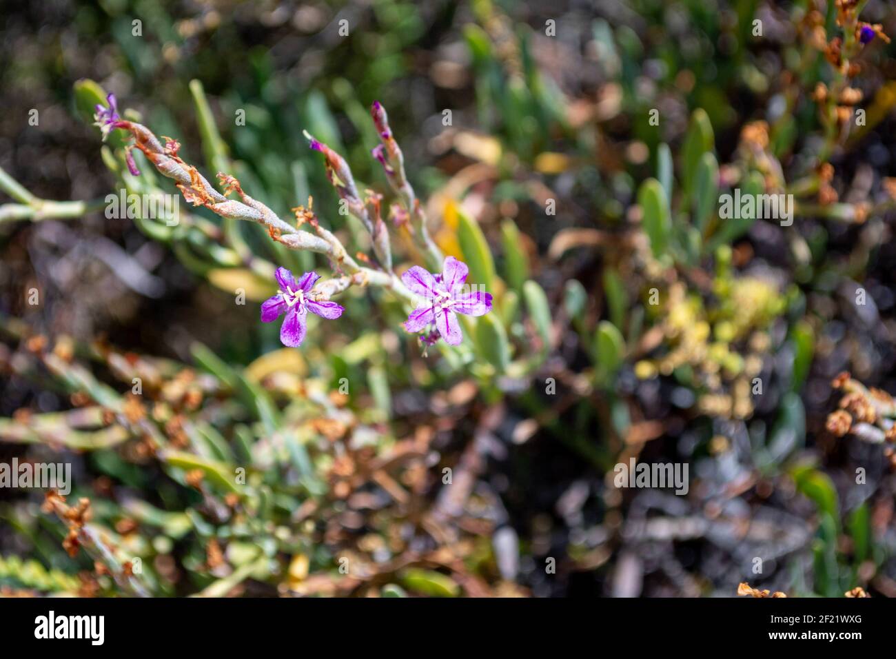 The blooming Limoniastrum monopetalum - a Mediterranean coastal plant in the dune area of Huelva, Andalusia, Spain Stock Photo