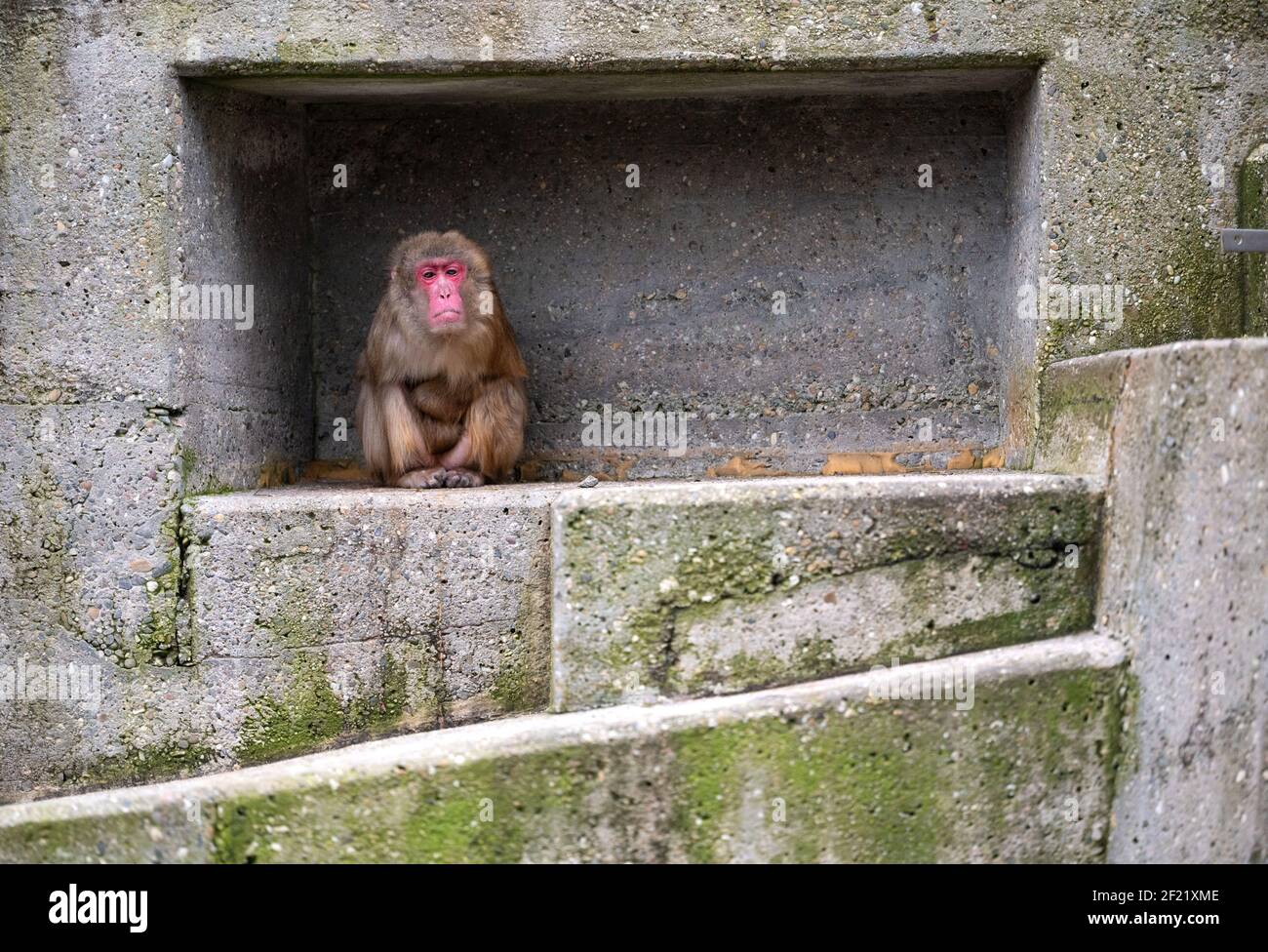 Stuttgart, Germany. 10th Mar, 2021. A red-faced macaque sits in its enclosure at Wilhelma Zoological-Botanical Gardens. Wilhelma has welcomed its first visitors in many months. As long as the number of registered new corona infections within seven days and per 100,000 inhabitants is above 50, the number of visitors per day is limited. In addition, an appointment must be booked for access. Masks are compulsory throughout the site. Credit: Marijan Murat/dpa/Alamy Live News Stock Photo