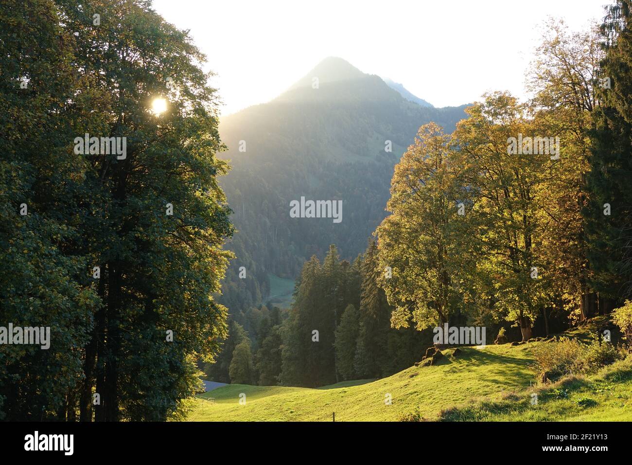 Edge of the forest with evening sun Stock Photo - Alamy