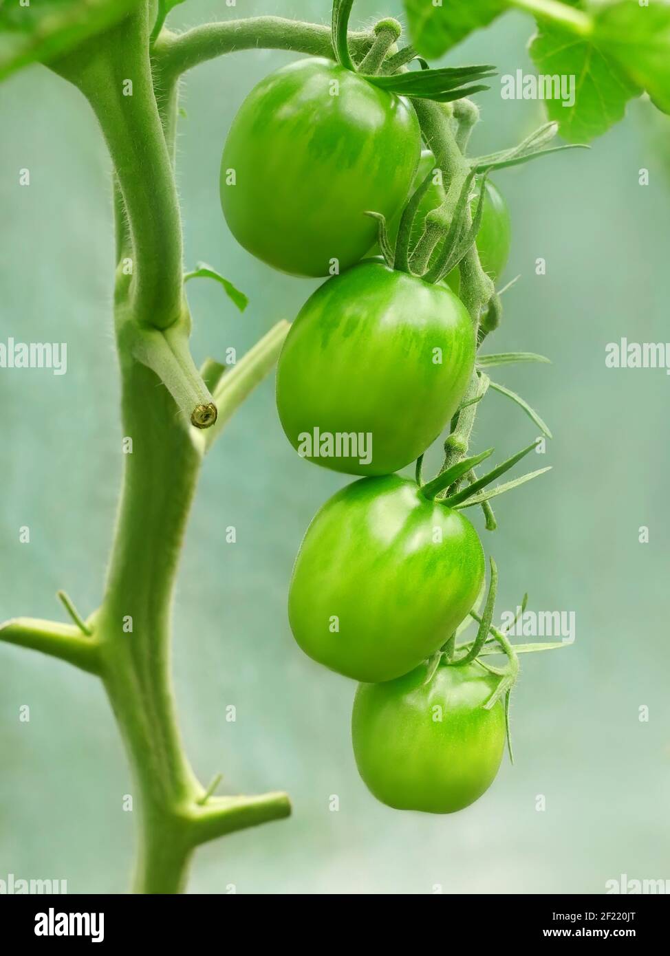 Several unripe green oblong tomato fruits hanging on twig near stem and ripening in greenhouse on the greenish film background, close-up Stock Photo