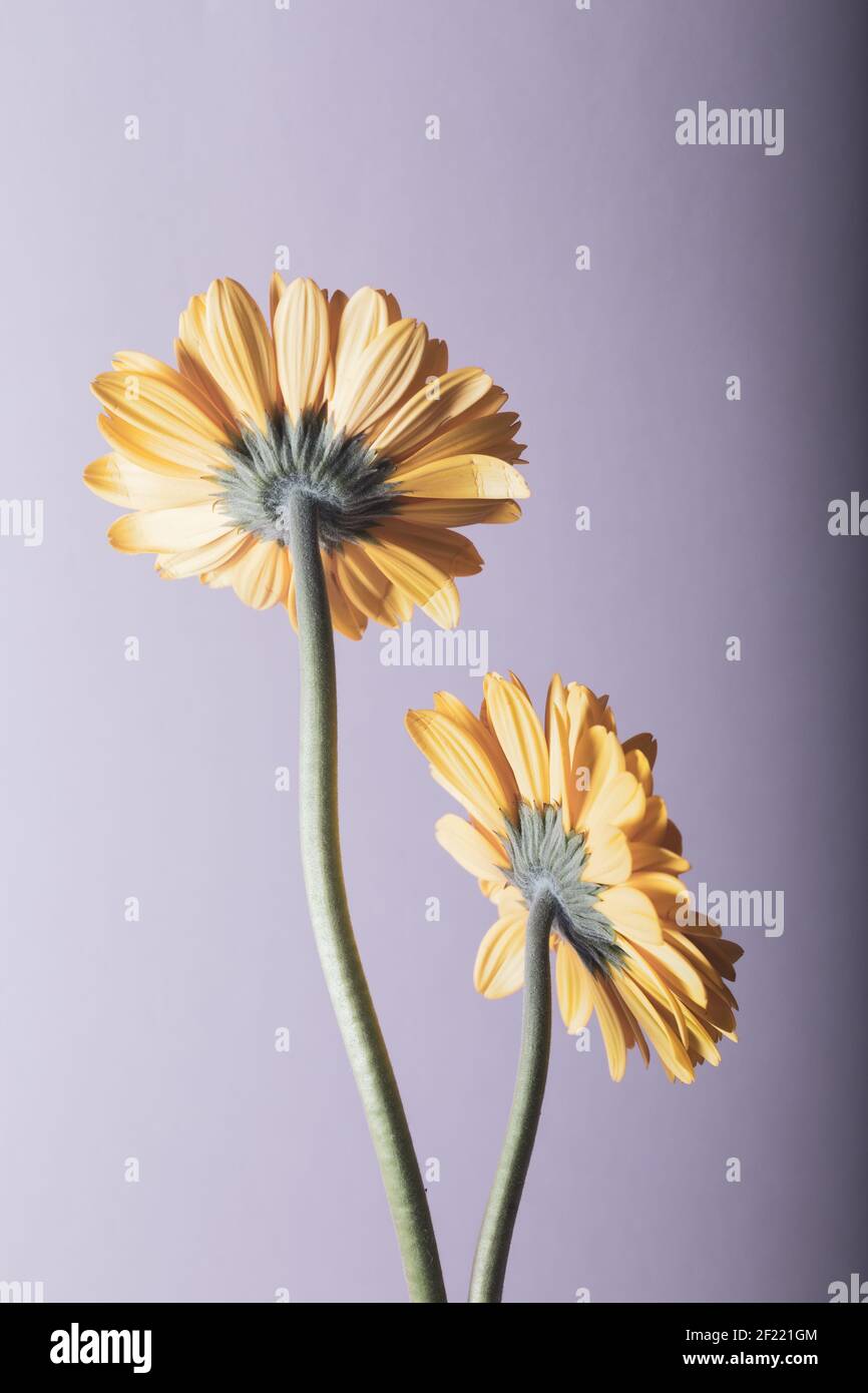 Yellow gerbera flowers from the back. Background and texture. Stock Photo