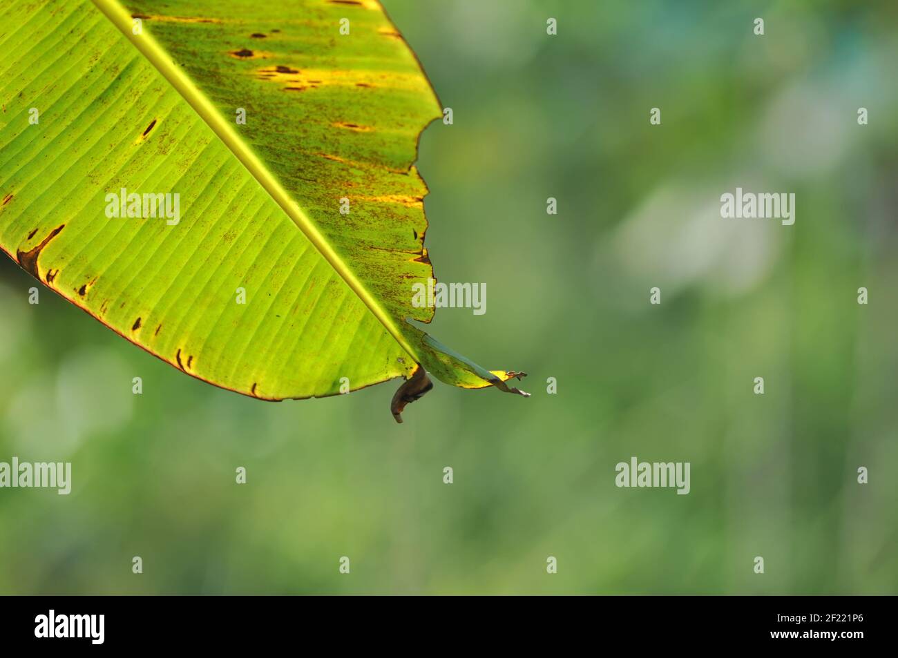 Banana Leaf on Green Bokeh Background Stock Photo