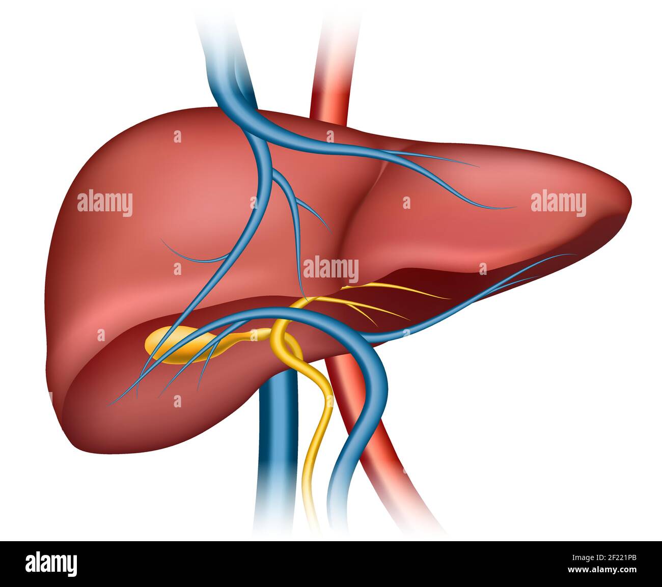 Internal Organs Liver Liver Bows Abscess Human Internal Organ