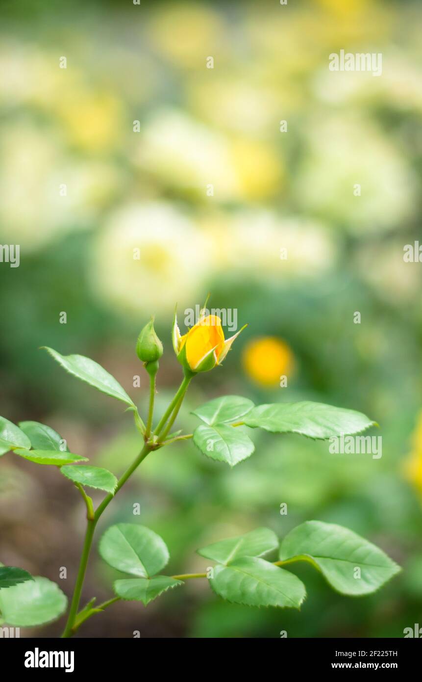 bud of yellow rose flower image Stock Photo