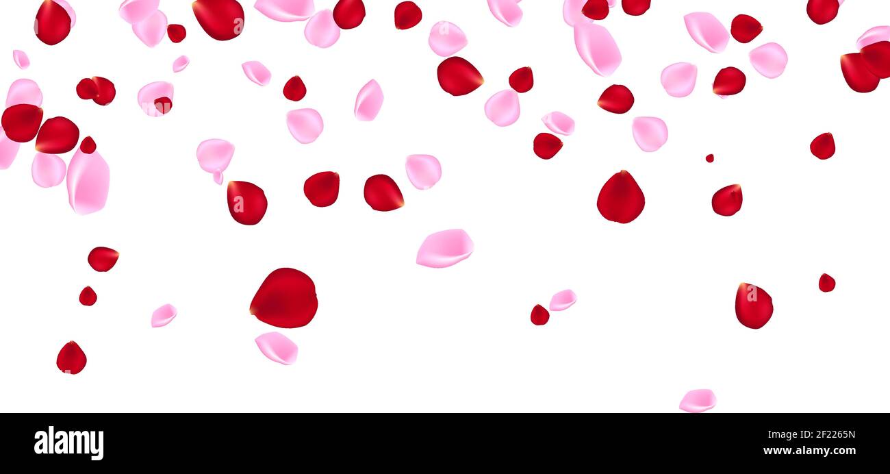 Red and pink falling flowers petals isolated on transparent background.  Vector rose flying effect in wind whirl backdrop for Women, Mother Day  Stock Vector Image & Art - Alamy