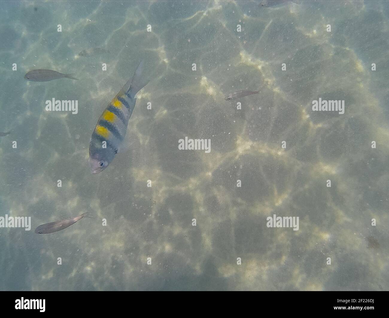 Indo-Pacific sergeant major swim over the sandy bottoms of the coral reef, Stock Photo