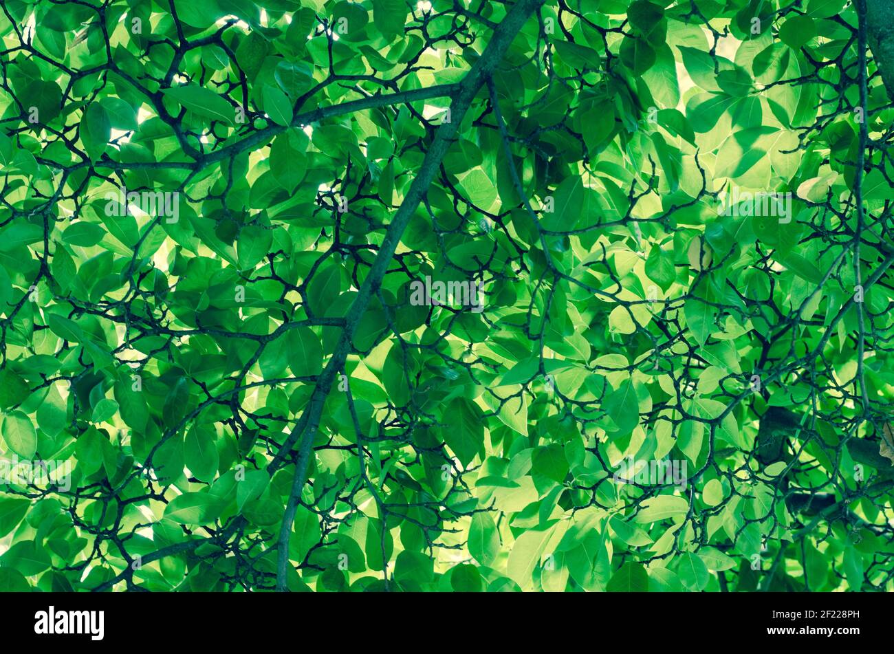 group of green leaves image background Stock Photo Alamy