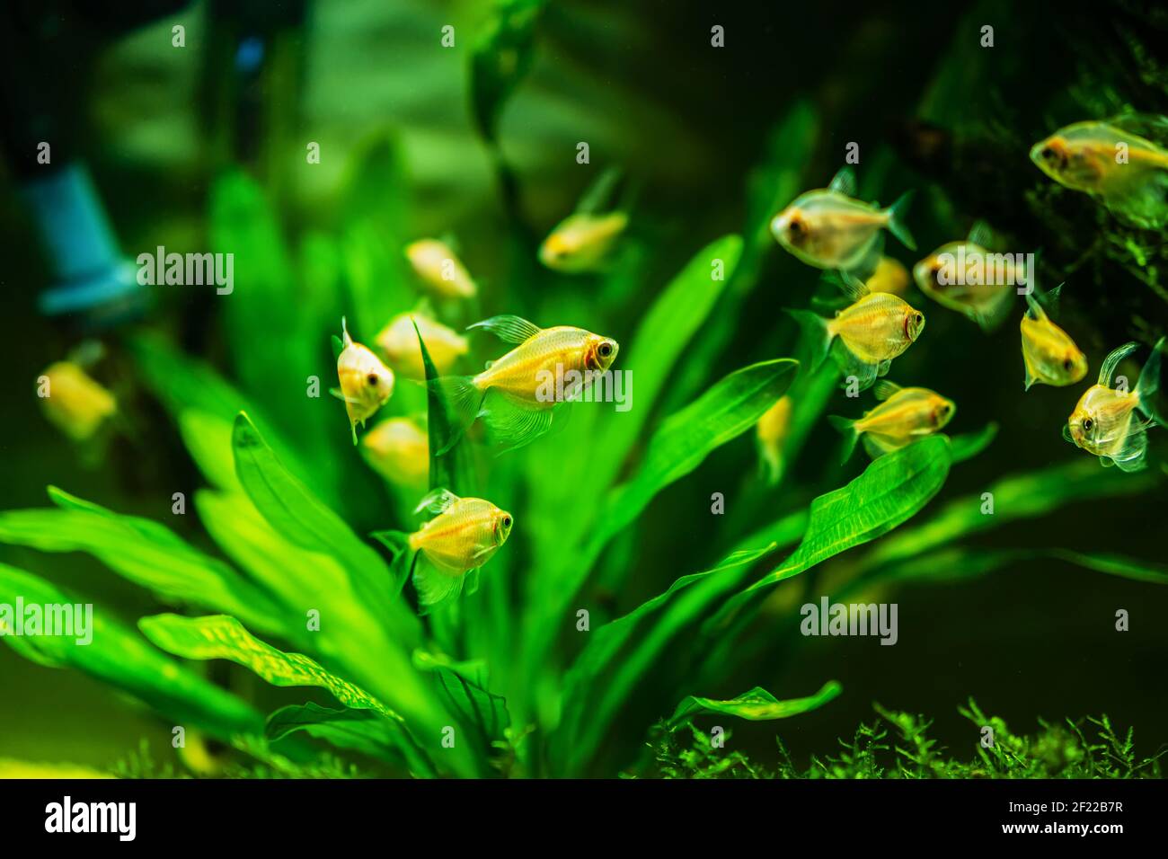 Exotic Home Fish Tanks