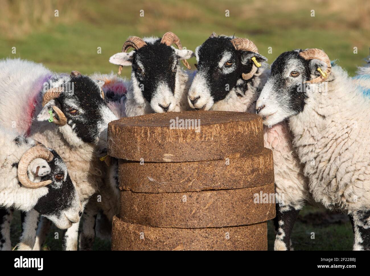 Swaledale ewes enjoying feed blocks before lambing on Harrisend Fell near Lancaster, Lancashire. Stock Photo