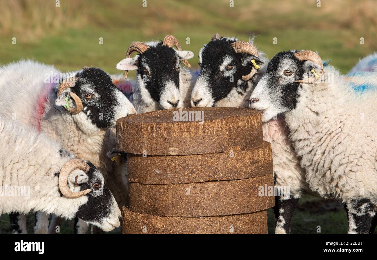 Swaledale ewes enjoying feed blocks before lambing on Harrisend Fell near Lancaster, Lancashire. Stock Photo