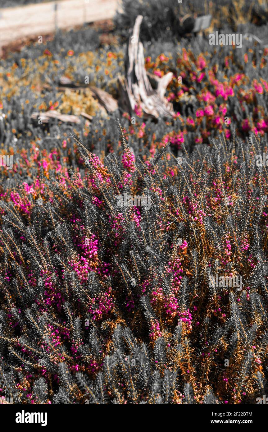 Abstract view of a blooming heather field with a weathered large root ...