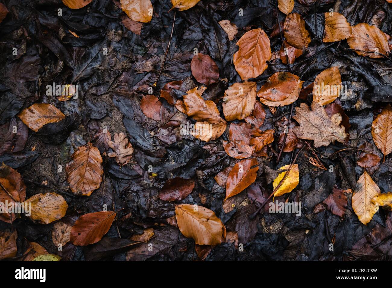 Rotting brown and golden leaves on a wet and muddy ground Stock Photo