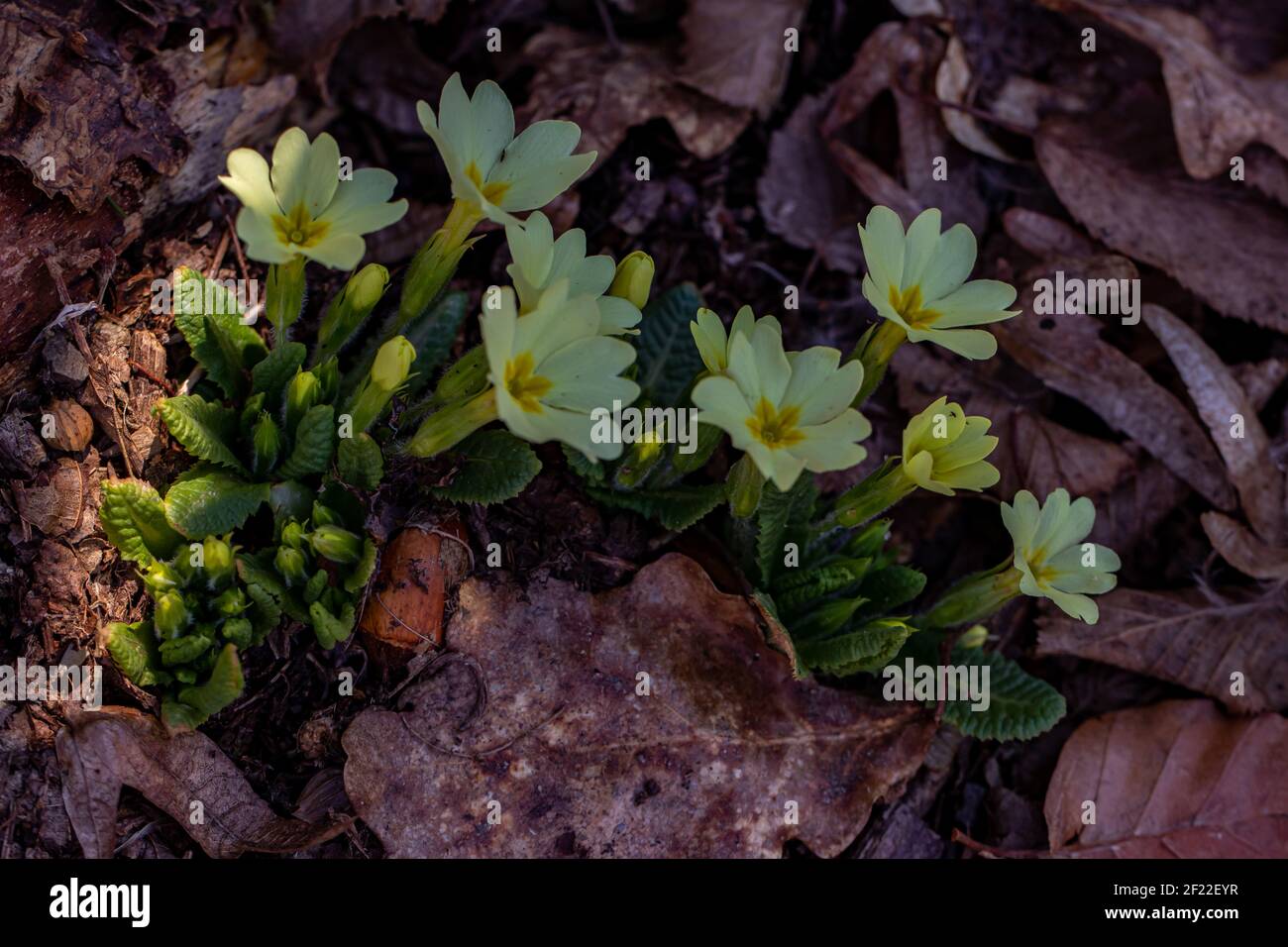 A bunch of primroses in the forest Stock Photo