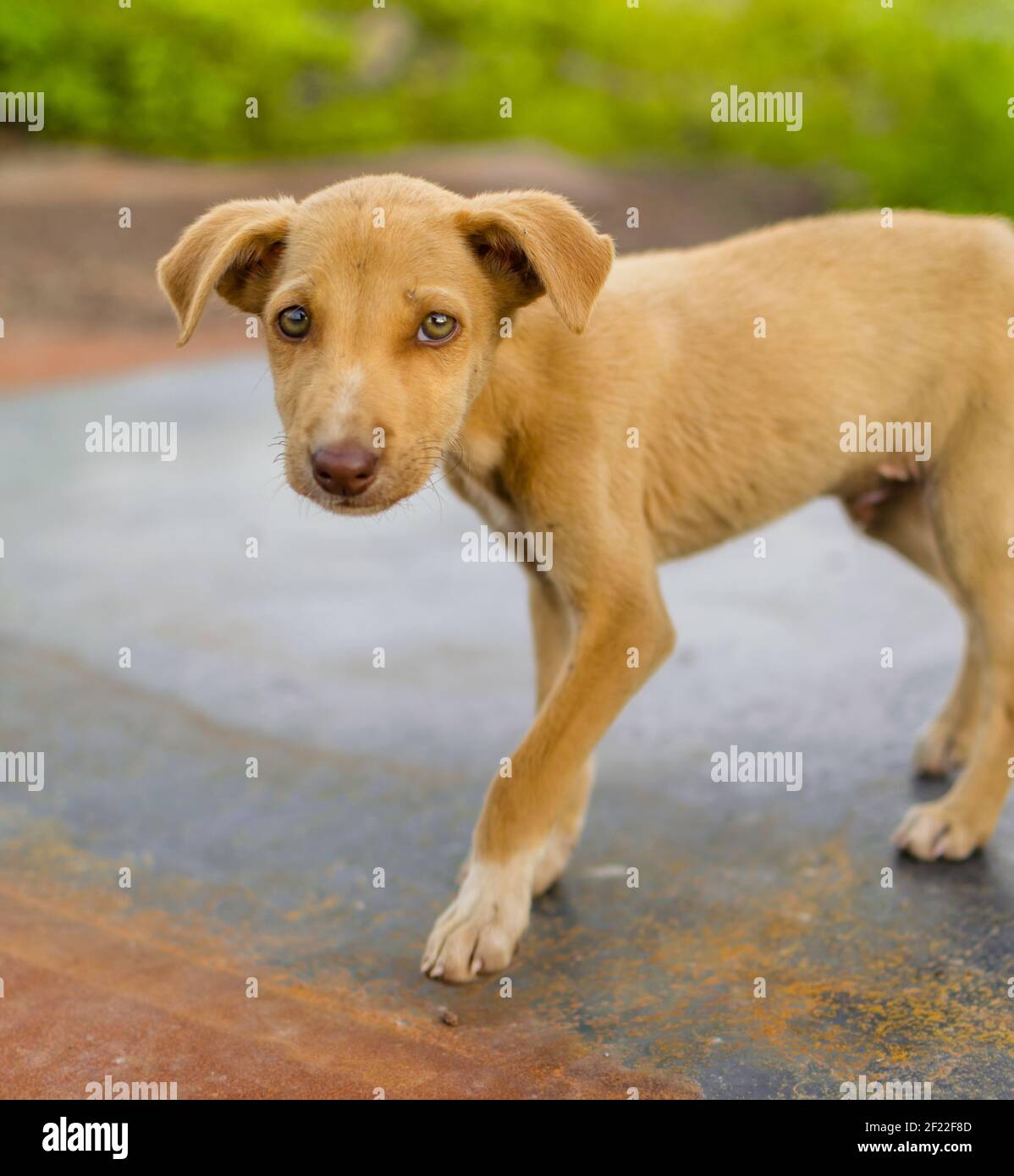 Stray Puppy