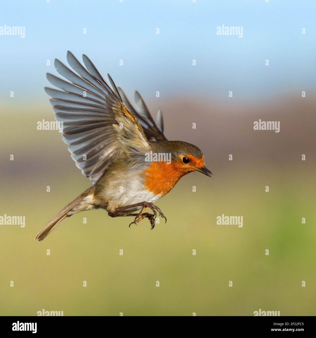 British robins in flight hires stock photography and images Alamy
