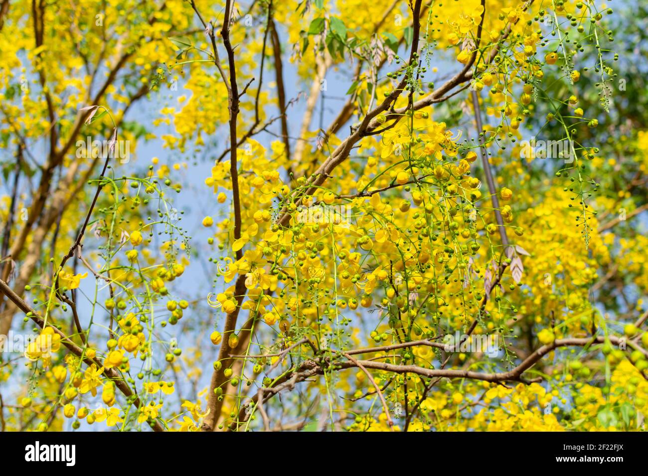 Golden shower tree in full bloom of its yellow flowers and buds during summer season in India. Used selective focus. Stock Photo