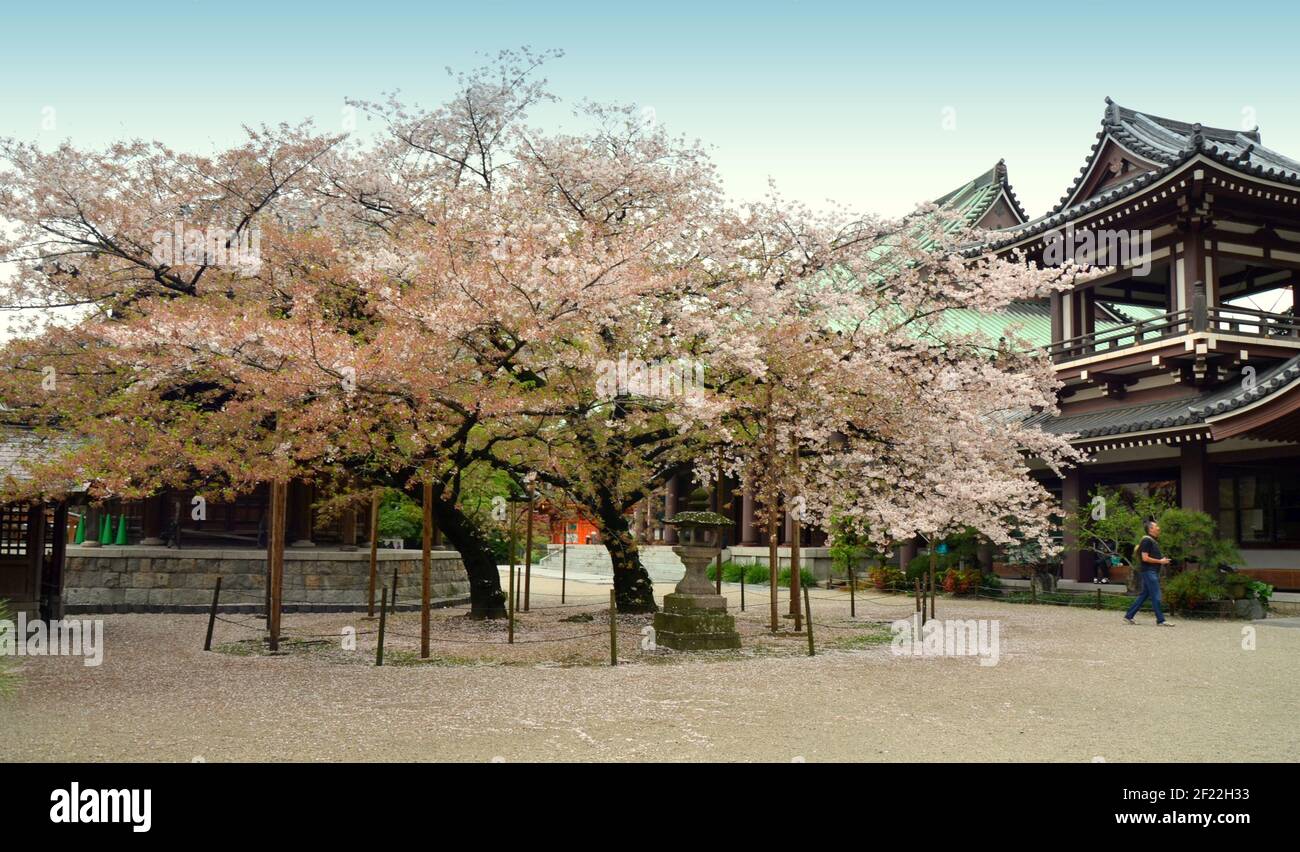 Cherry blossoms trees at Tōchō-ji. It is a Shingon temple in Hakata, Fukuoka, Japan. It was founded by Kūkai in 806. Stock Photo