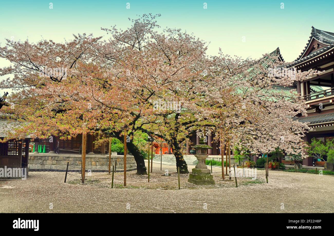 Cherry blossoms trees at Tōchō-ji. It is a Shingon temple in Hakata, Fukuoka, Japan. It was founded by Kūkai in 806. Stock Photo