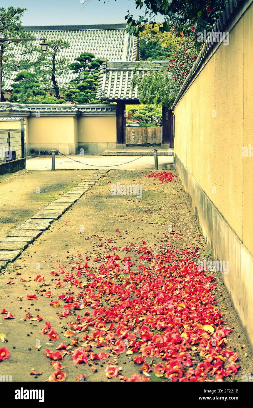 Camellia flowers on the ground at Hakata old town, Fukuoka city, Japan Stock Photo