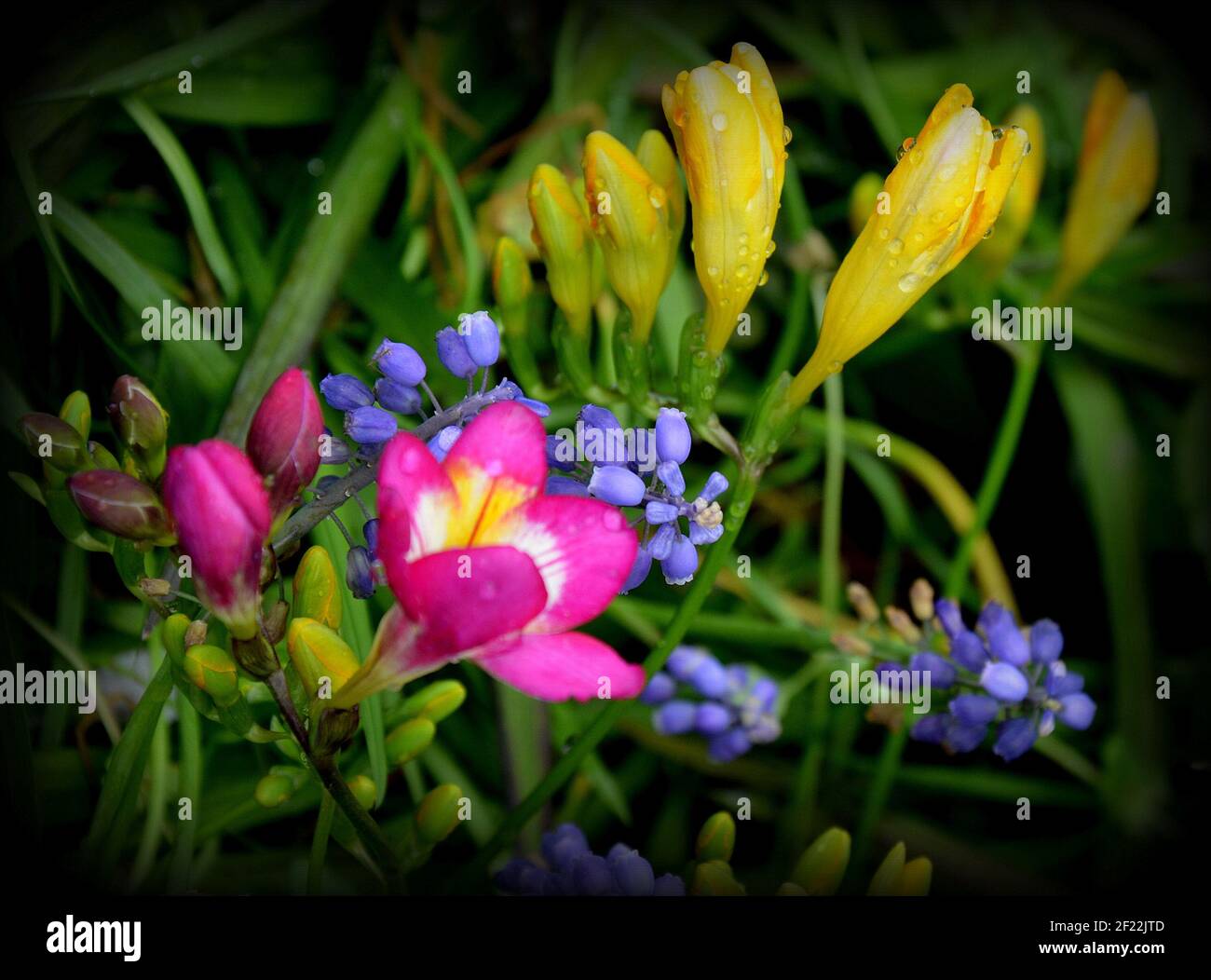 Wild Freesias and Muscari flowers Stock Photo