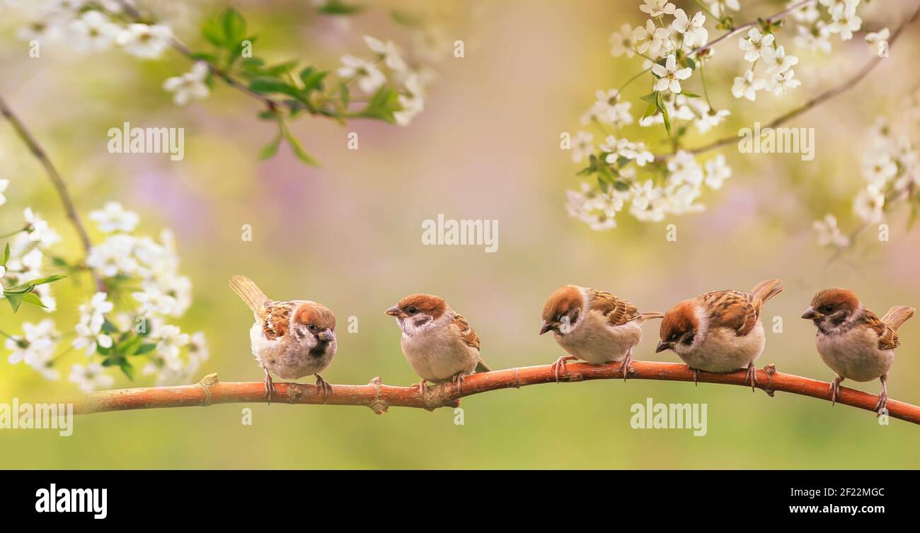 birds and baby sparrows they sit in spring sunny bloom on the branches ...